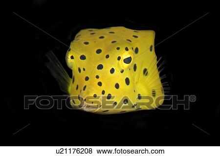 Stock Photo - Yellow Boxfish (Ostracion cubicus) juvenile, Dumaguete, s Island, Philippines. Fotosearch