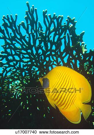 Yellow Butterfly fish in front of large fire coral. Red Sea. View Large Photo Image Stock Image - Yellow Butterfly fish in front of large fire coral. Red Sea.. Fotosearch