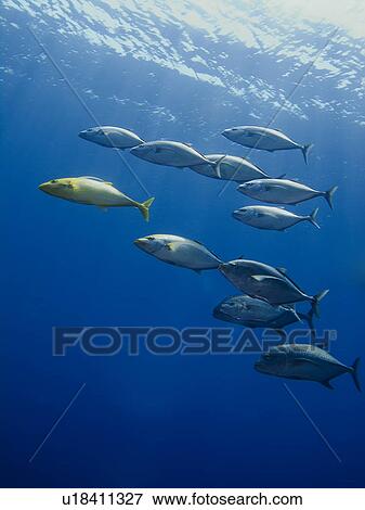 Yellow-dotted trevally (Carangoides fulvoguttatus) and Giant trevally (Caranx ignobilis). Shark Observatory, Sharm El Sheikh, South Sinai, Red Sea, Egypt. View Large Photo Image Stock Photo - Yellow-dotted trevally (Carangoides fulvoguttatus) and Giant trevally (Caranx ignobilis). Shark Observatory, Sharm El Sheikh, South Sinai, Red Sea, Egypt. . Fotosearch