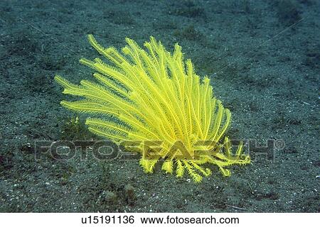 Stock Photograph - Yellow feather star or crinoid, alone in the sand, Dumaguete, s, Philippines. Fotosearch