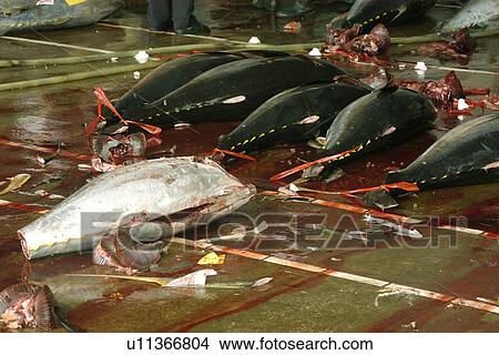 Picture - Yellow fin Tuna (Thunnus albacores) carcasses, Suao fish market, Taiwan (Republic of China). Fotosearch