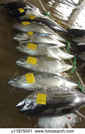 Stock Image - Yellow fin Tuna (Thunnus albacores) carcasses Suao fish market, Taiwan (Republic of China). Fotosearch
