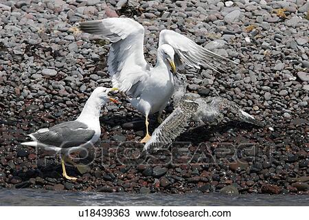 Stock Image - Yellow-footed Gull (Larus livens) adult attacking a juvenile on Isla San Esteban in the upper Gulf of California (Sea of Cortez), Mexico.. Fotosearch