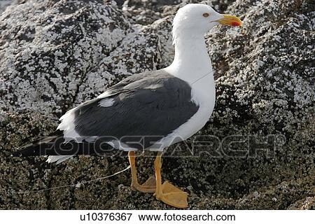 Yellow-footed Gull (Larus livens) with a fishing hook and line embedded in its leg in the Gulf of California (Sea of Cortez), Mexico. This species is enedemic to the Gulf of California. View Large Photo Image Stock Photo - Yellow-footed Gull (Larus livens) with a fishing hook and line embedded in its leg in the Gulf of California (Sea of Cortez), Mexico. This species is enedemic to the Gulf of California.. Fotosearch