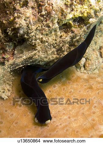 Yellow lip shield slug couple (Chelidonura flavolobata). Na'ama Bay, Sharm El Sheikh, South Sinai, Red Sea, Egypt. View Large Photo Image Picture - Yellow lip shield slug couple (Chelidonura flavolobata). Na'ama Bay, Sharm El Sheikh, South Sinai, Red Sea, Egypt.. Fotosearch