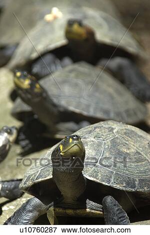 Stock Photo - Yellow-spotted amazon river turtles, Podocnemis unifilis, resting in the sun, Manaus, Amazonas, Brazil. Fotosearch