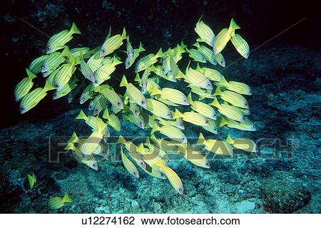 Stock Image - Yellow striped Snapper (Lutjanus kasmira) Schooling, Similan Islands, Thailand (Andaman Sea). Fotosearch