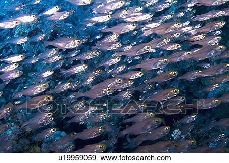 Stock Photo - Yellow Sweeper (Parapriacanthus ransonneti). Red Sea.. Fotosearch