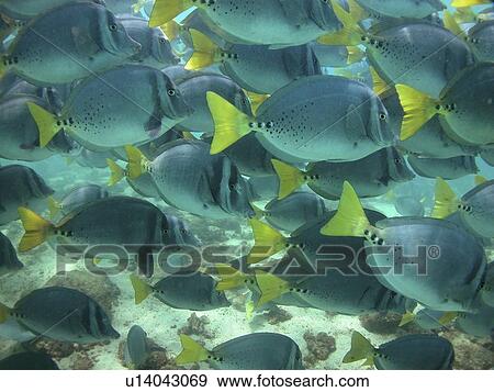 Yellow-tailed surgeons Santa Fe. Galapagos. View Large Photo Image Stock Photo - Yellow-tailed surgeons Santa Fe. Galapagos.. Fotosearch