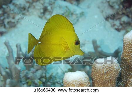 Yellow tang, Zebrasoma flavescens, Rongelap, Marshall Islands, Micronesia View Large Photo Image Stock Photo - Yellow tang, Zebrasoma flavescens, Rongelap, Marshall Islands, Micronesia. Fotosearch