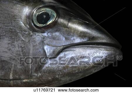 Stock Image - Yellowfin tuna, Thunnus albacares, head detail, St. Peter and St. Paul's rocks, Brazil, Atlantic Ocean . Fotosearch