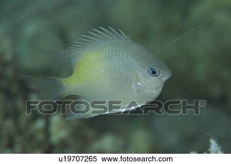 Stock Photography - Yellowflank Damselfish (Amblyglyphidon flavilatus), distincytive small damselfish with yellow tinge to a silver body, Red Sea, Egypt. Fotosearch