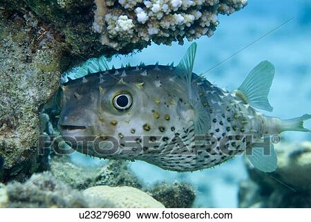 Yellowspotted Burrfish (Cyclichthys spilostylus). Red Sea. View Large Photo Image Stock Image - Yellowspotted Burrfish (Cyclichthys spilostylus). Red Sea.. Fotosearch