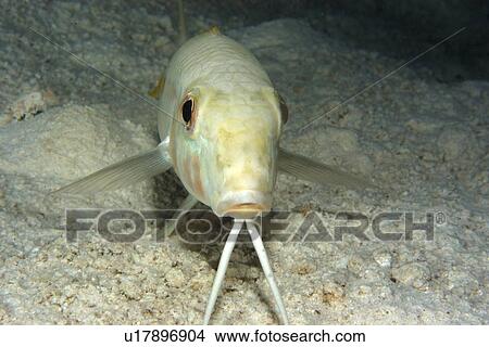 Yellowstripe goatfish, Mulloidichthys flavolineatus, night, Rongelap, Marshall Islands, Micronesia View Large Photo Image Picture - Yellowstripe goatfish, Mulloidichthys flavolineatus, night, Rongelap, Marshall Islands, Micronesia. Fotosearch
