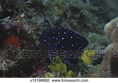 Stock Image - Yellowtail Damselfish (Microspathodon chrysurus), Intermediate stage from juvenile to adult showing iridescent blue spots on body, Cayman Brac, Cayman Islands, Caribbean. Fotosearch
