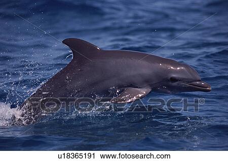 Stock Image - Young Bottlenose dolphin (Tursiops truncatus) surfacing at speed. Part of resident group Island of Bimini, Bahamas. Fotosearch