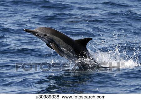 Stock Photo - young Common Dolphins (Delphinus delphis) leaping in the upper Gulf of California (Sea of Cortez), Mexico.. Fotosearch