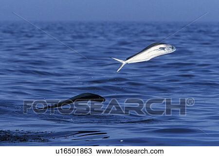 Stock Image - Young Dolphin fish (Coryphaena hippurus) leaping in the midriff region of the Gulf of California (Sea of Cortez), Mexico. Note: other common names include Maha Mahi (Hawaiian) and Dorado (Spanish).. Fotosearch