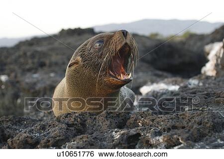 Young Galapagos fur seal (Arctocephalus galapagoensis) on Isabela Island in the Galapagos Island Group, Ecuador. This pinniped is endemic to the Galapagos Islands only. Pacific Ocean. View Large Photo Image Stock Photograph - Young Galapagos fur seal (Arctocephalus galapagoensis) on Isabela Island in the Galapagos Island Group, Ecuador. This pinniped is endemic to the Galapagos Islands only. Pacific Ocean.. Fotosearch