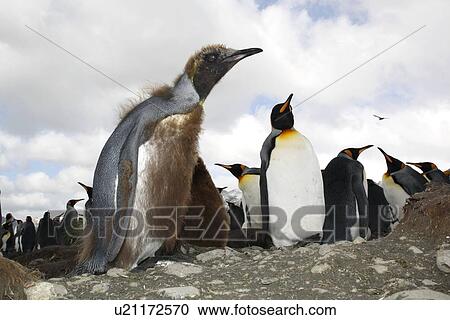 Young King penguin (Aptenodytes patagonicus) moulting among a colony of nesting animals numbering between 70, 000 and 100, 000 nesting pairs on Salisbury Plain on South Georgia Island, South Atlantic Ocean. View Large Photo Image Stock Image - Young King penguin (Aptenodytes patagonicus) moulting among a colony of nesting animals numbering between 70, 000 and 100, 000 nesting pairs on Salisbury Plain on South Georgia Island, South Atlantic Ocean.. Fotosearch