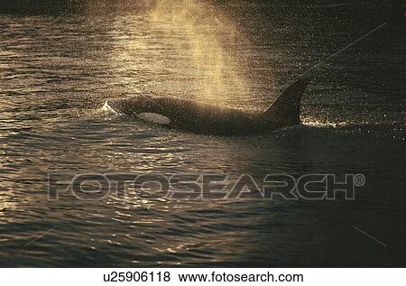 Stock Photo - Young male Killer whale (Orcinus orca) surfacing at sunset with blow backlit over its head. Tysford, Norway. Fotosearch