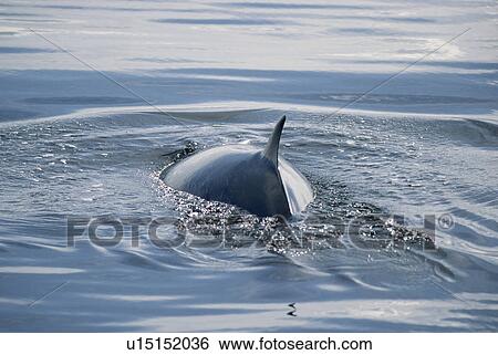 Young Minke whale (Balaenoptera acutorostrata) surfacing. Thin body. Hebrides, Scotland. View Large Photo Image Stock Photograph - Young Minke whale (Balaenoptera acutorostrata) surfacing. Thin body. Hebrides, Scotland.. Fotosearch
