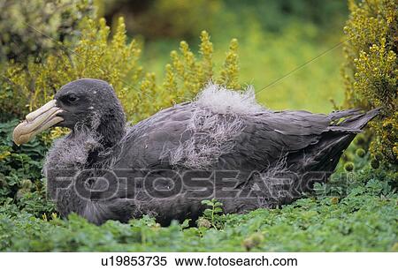 Stock Photography - Young Northern Giant Petrel (Macronectes Halli). Sandy Bay, Auckland Island, Subantarctic New Zealand.. Fotosearch