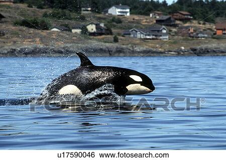Stock Photograph - Young Orca, Orcinus Orca, power-lunging in Haro Strait, San Juan Islands, Washington. Fotosearch