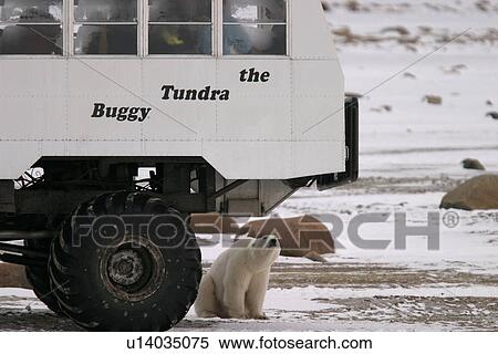 Stock Photography - Young Polar Bear, Ursus maritimus, inspects Tundra Buggy near Churchill, northern Manitoba, Hudson Bay, Canada. Fotosearch