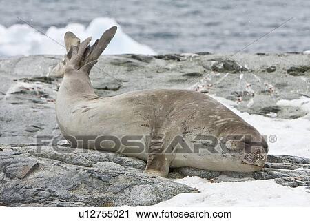 Young southern elephant seal (Mirounga leonina) on the beach on Petermann Island, Antarctica. This species is the largest pinniped in the world, with males attaining lengths of 6. 5 m and a weight of 3, 700 kg. A remarkable diver, recorded to depths of 1444 View Large Photo Image Stock Image - Young southern elephant seal (Mirounga leonina) on the beach on Petermann Island, Antarctica. This species is the largest pinniped in the world, with males attaining lengths of 6. 5 m and a weight of 3, 700 kg. A remarkable diver, recorded to depths of 1444. Fotosearch