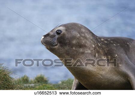 Young Southern elephant seal (Mirounga leonina) hauled out at the abandoned whaling station at Grytviken on the island of South Georgia, southern Atlantic Ocean. View Large Photo Image Stock Image - Young Southern elephant seal (Mirounga leonina) hauled out at the abandoned whaling station at Grytviken on the island of South Georgia, southern Atlantic Ocean.. Fotosearch
