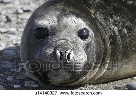 Young Southern Elephant Seal (Mirounga leonina) moulting and hauled out in Antarctica. View Large Photo Image Stock Photo - Young Southern Elephant Seal (Mirounga leonina) moulting and hauled out in Antarctica.. Fotosearch