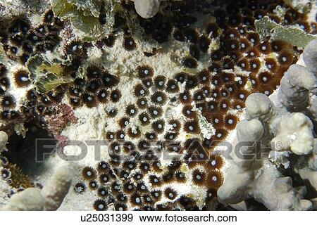 Stock Photo - Zoanthids, Rongelap, Marshall Islands, Micronesia. Fotosearch