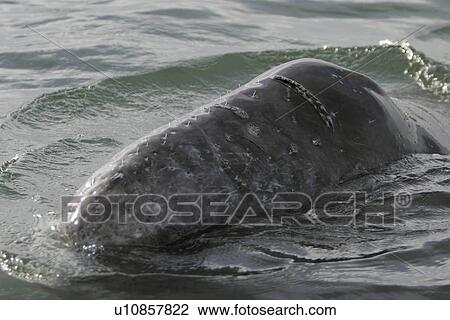 カリフォルニア グレーの鯨 Eschrichtius Robustus 子牛 表面 Note 毛 ように 井戸 ように 深いの Gash Possibly ボート Propeller 上に Rostrum 中に 冷静 水 の Magdalena 湾 Baja カリフォルニア Sur