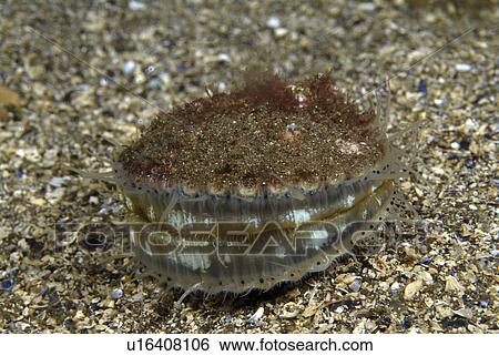 女王 ホタテ貝 Aequipecten Opercularis 小さい 食用 ホタテ貝 提示 十分に開いた ポジション 大いに Prized 食品ソース St Abbs スコットランド イギリス 画像コレクション U Fotosearch