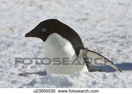 A banded Adult Adelie penguin (Pygoscelis adeliae) resting among gentoo and chinstrap colonies on Barrentos Island in the Aitcho Island Group, South Shetland Islands, Antarctica. Note the flipper band on the left wing. View Large Photo Image Stock Photography - A banded Adult Adelie penguin (Pygoscelis adeliae) resting among gentoo and chinstrap colonies on Barrentos Island in the Aitcho Island Group, South Shetland Islands, Antarctica. Note the flipper band on the left wing.. Fotosearch