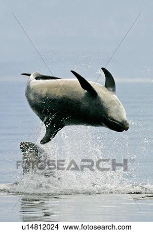 Picture - A Bottlenose Dolphin (Tursiops truncatus) breaches inverted from the Moray Firth, Scotland.. Fotosearch