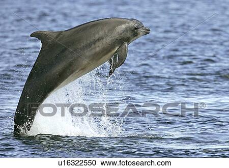 Stock Image - A Bottlenose Dolphin (Tursiops truncatus) breaching above surface, Moray Firth, Scotland.. Fotosearch