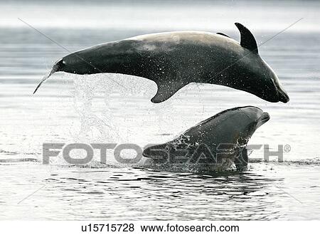 Stock Photo - A Bottlenose Dolphin (Tursiops truncatus) breaches inverted over the top of another dolphin, Moray Firth, Scotland.. Fotosearch