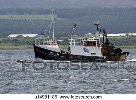 Stock Photograph - A Bottlenose dolphin (Tursiops truncatus) bow riding with a fishing trawler near Chanonry Point, Moray Firth, Scotland. Fotosearch