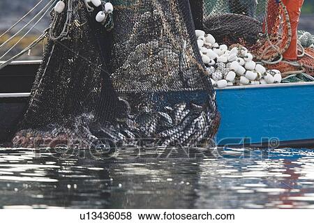 A close up view of a purse seine salmon set in Chatham Strait, Southeast Alaska, USA. Pacific ocean. No model or property releases. View Large Photo Image Stock Photo - A close up view of a purse seine salmon set in Chatham Strait, Southeast Alaska, USA. Pacific ocean. No model or property releases.. Fotosearch