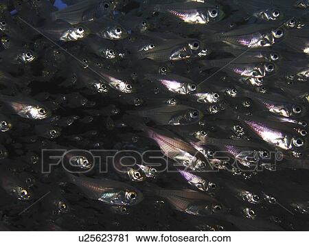 Stock Image - A cloud of Golden Sweepers (Parapriacanthus ransonneti) swimming past the camera. Dahab. Red Sea. Egypt. (2007). Fotosearch