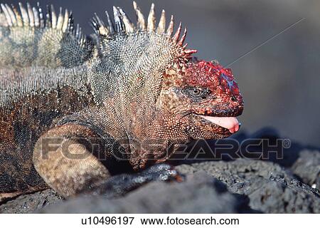A combative male iguana bloodied in territorial battle. Santiago Island, Galapagos. S(marine iguana)S(territorial dispute)S(Galapagos)S(UW) View Large Photo Image Stock Photo - A combative male iguana bloodied in territorial battle. Santiago Island, Galapagos. S(marine iguana)S(territorial dispute)S(Galapagos)S(UW). Fotosearch