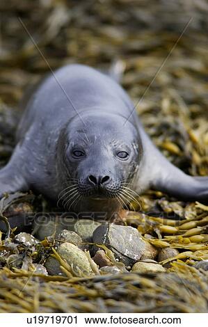 A Common Seal pup (Phoca vitulina) resting on seaweed covered shingle, North Kessock, Scotland. View Large Photo Image Stock Image - A Common Seal pup (Phoca vitulina) resting on seaweed covered shingle, North Kessock, Scotland.. Fotosearch