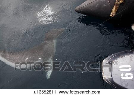 A curious adult Leopard Seal (Hydrurga leptonyx) approaching the boat in clear water near Petermann Island on the Southwest Antarctic Peninsula. View Large Photo Image Stock Image - A curious adult Leopard Seal (Hydrurga leptonyx) approaching the boat in clear water near Petermann Island on the Southwest Antarctic Peninsula.. Fotosearch