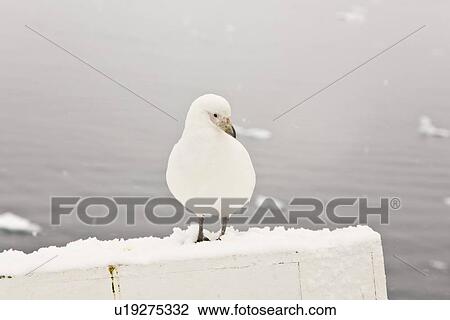 A curious adult pale-faced sheathbill (Chionis alba) landing on the bow of the National Geographic Endeavour near the Antarctic peninsula. This is the only sheathbill on the Antarctic peninsula, to 65 degrees south. It is also known as the snowy sheathbil View Large Photo Image Stock Image - A curious adult pale-faced sheathbill (Chionis alba) landing on the bow of the National Geographic Endeavour near the Antarctic peninsula. This is the only sheathbill on the Antarctic peninsula, to 65 degrees south. It is also known as the snowy sheathbil. Fotosearch
