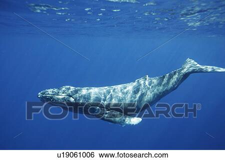 Stock Photograph - A curious newborn humpback whale calf (Megaptera novaeangliae) approaches the boat in the AuAu Channel, Maui, Hawaii, USA. Pacific Ocean. This calf was born in early December, one of the first calves of the season.. Fotosearch