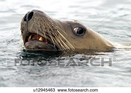 A curious young Steller Sea Lion (Eumetopias jubatus) head detail. Brothers Islands, Southeast Alaska, USA, Pacific Ocean. View Large Photo Image Stock Image - A curious young Steller Sea Lion (Eumetopias jubatus) head detail. Brothers Islands, Southeast Alaska, USA, Pacific Ocean.. Fotosearch