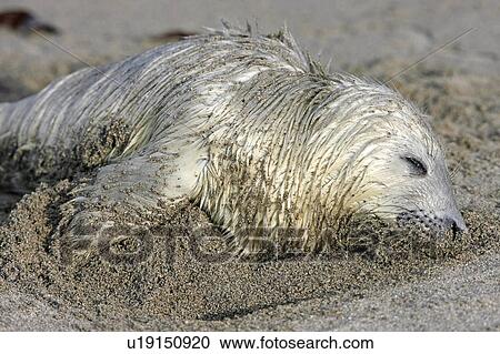 Stock Image - A dead Grey Seal pup (Halichoerus grypus) on a sandy beach, Pentlands Firth, Scotland.. Fotosearch