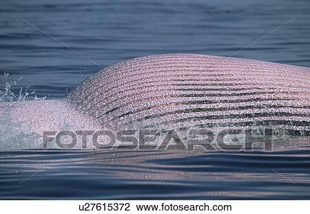 A dense net of blood vessels colour the belly of Minke whales (Balaenoptera acutorostrata) named Picasso pink during high feeding activity. St. Lawrence estuary, Canada View Large Photo Image Stock Image - A dense net of blood vessels colour the belly of Minke whales (Balaenoptera acutorostrata) named Picasso pink during high feeding activity. St. Lawrence estuary, Canada. Fotosearch